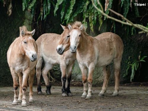 馬年來動物園聽故事！蒙古野馬從「野外滅絕」到重返草原，臺北市立動物園邀你一起見證保育奇蹟